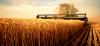 Wheat