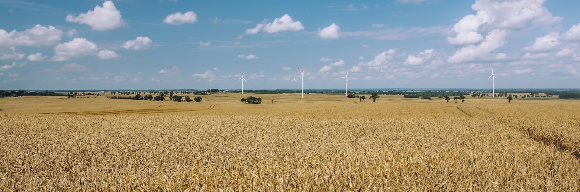 Wheat Field